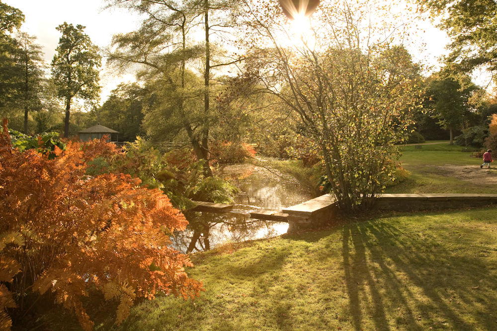 The Savill Garden in autumn